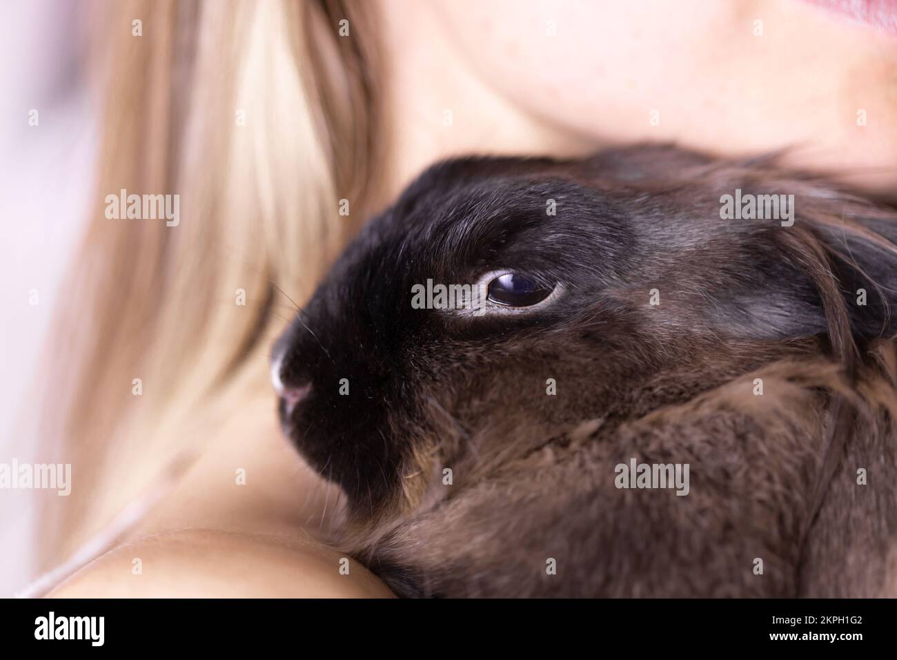 Funny cute brown rabbit in pet's owner hands close-up. Bunny pet at ...