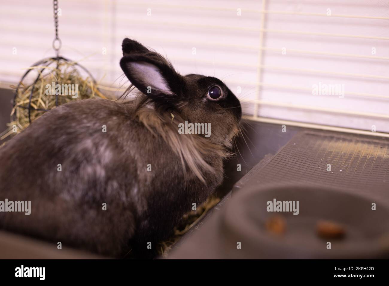 Brown cute rabbit close-up enjoying at home copy space and place for ...