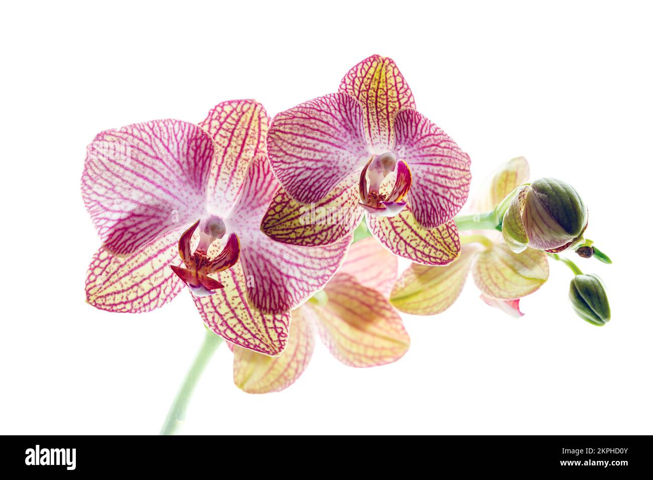 A pink phalaenopsis orchid flower Stock Photo