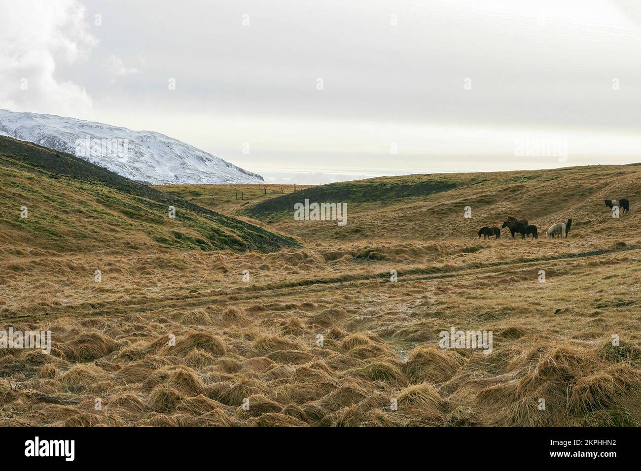 Icelandic horses herd grazing in nordic countryside bu spring in Iceland Stock Photo