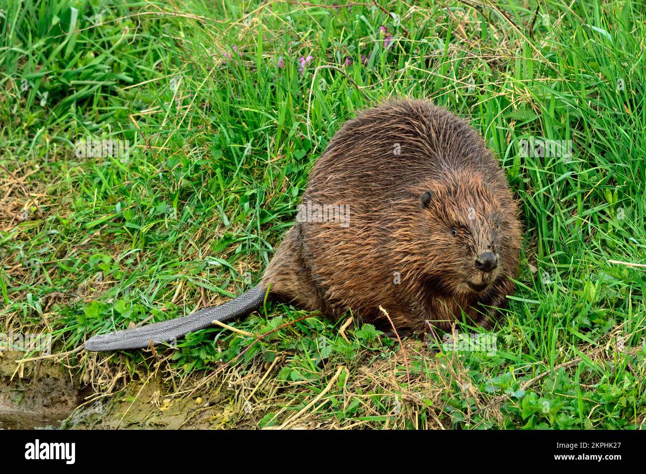 Great eurasian beaver in the grass at dusk, closeup. Looking for food