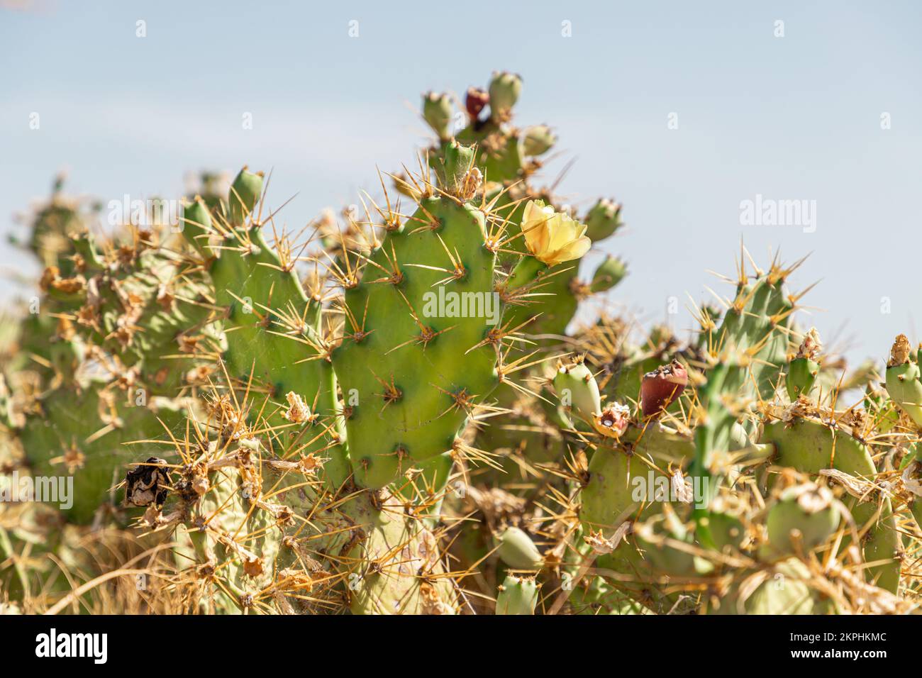 Cactus Opuntia growing in Portugal Stock Photo