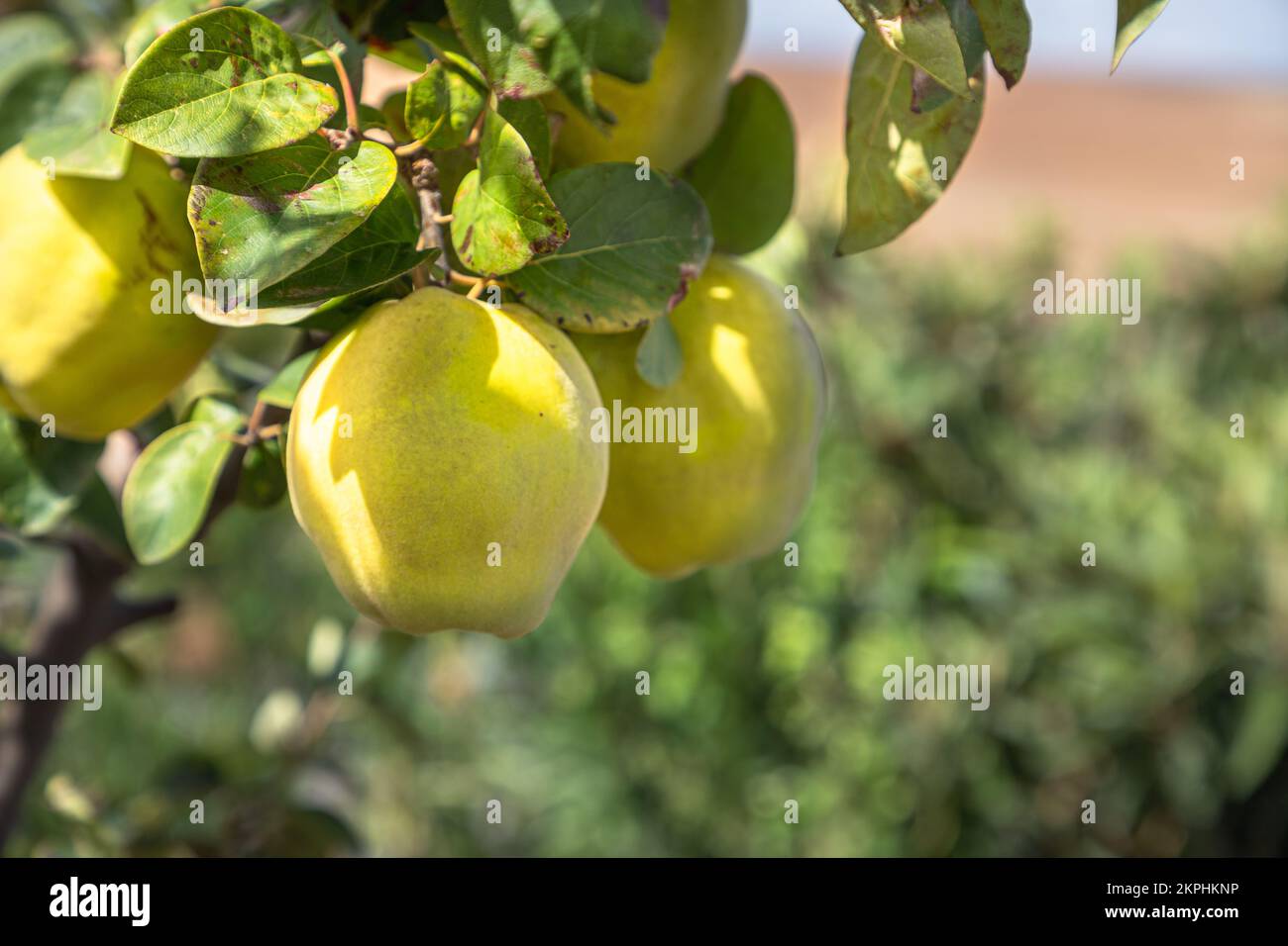 Common quince growing on a tree Stock Photo Alamy