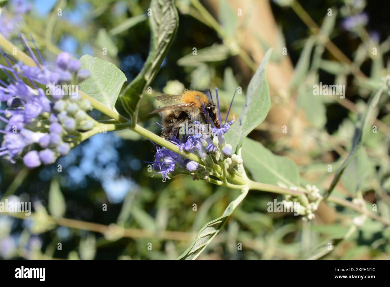 Wild Roses And Bees Insekt wildlife hi-res stock photography and images - Alamy
