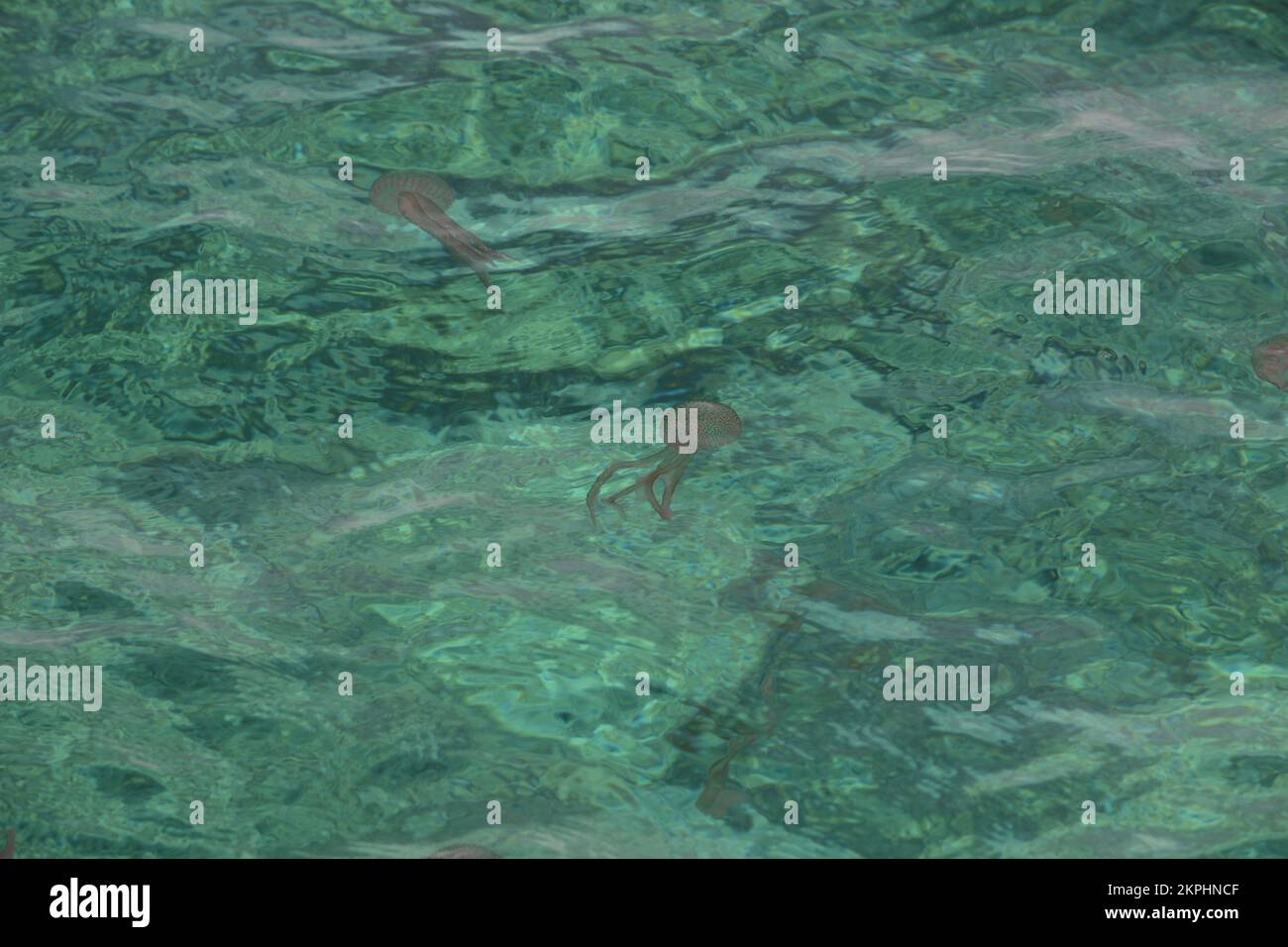 Feuerqualle im Mittelmeer Stock Photo