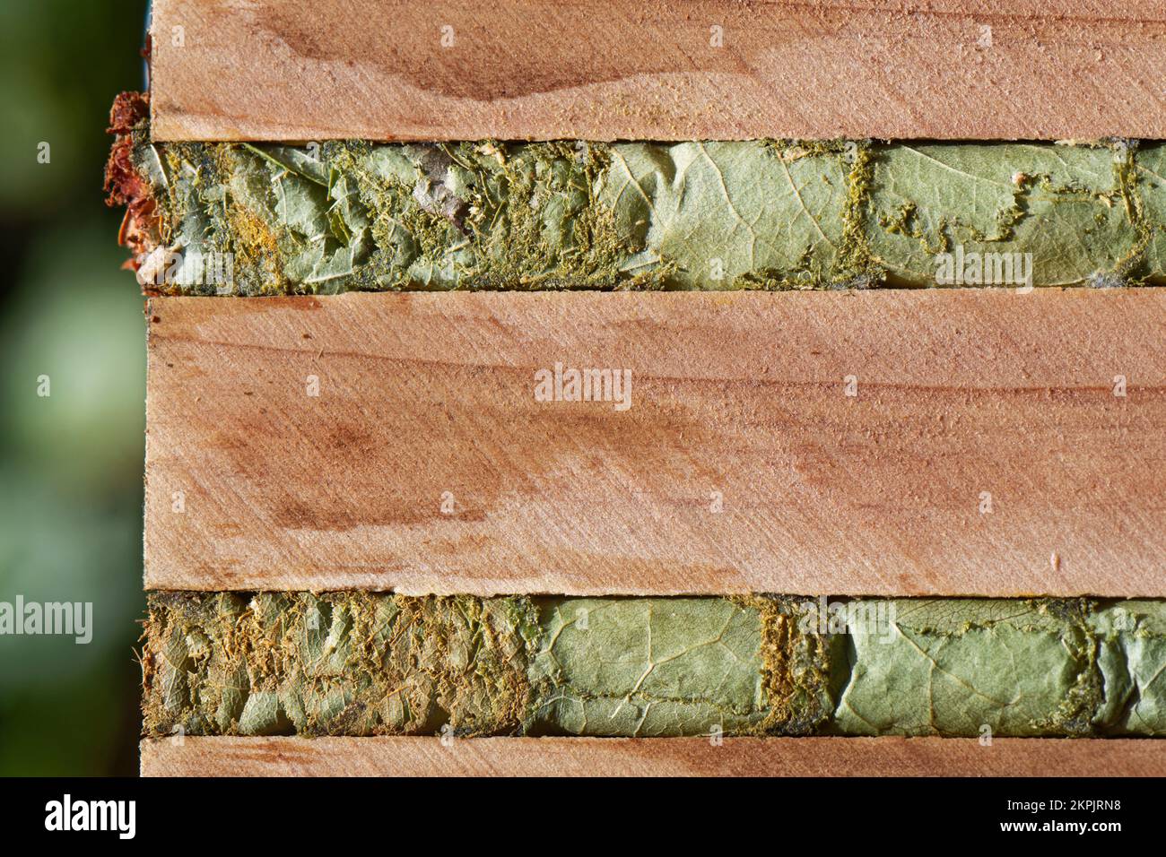 Woodcarving leafcutter bee (Megachile ligniseca) nest cells / cocoons