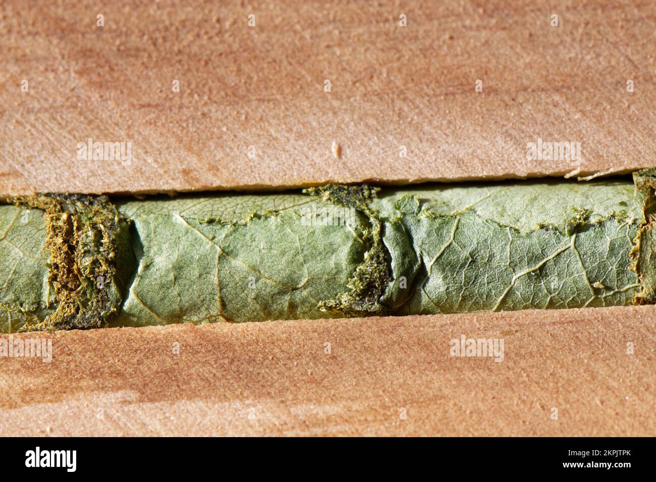 Woodcarving leafcutter bee (Megachile ligniseca) nest cells / cocoons