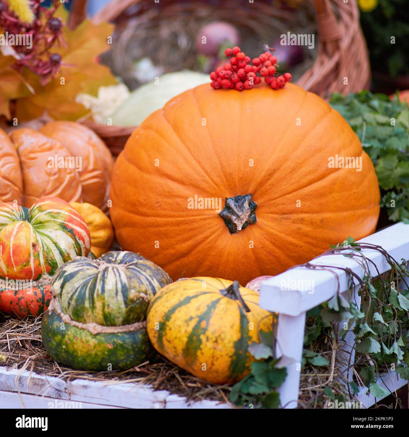 Pumpkins and hay on shelf hi-res stock photography and images - Alamy
