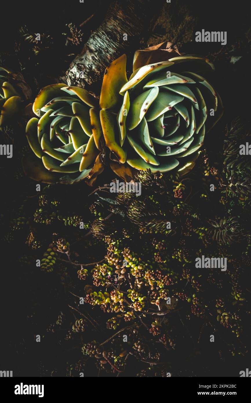 Vertical darkness capture on two succulent plants, also known as succulents or sometimes fat plants from their water retention qualities in arid clima Stock Photo