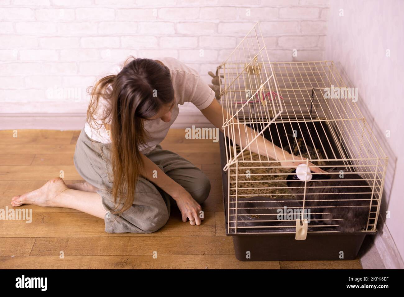 Black little rabbit is shedding. Girl touching his fur. Care of pets ...