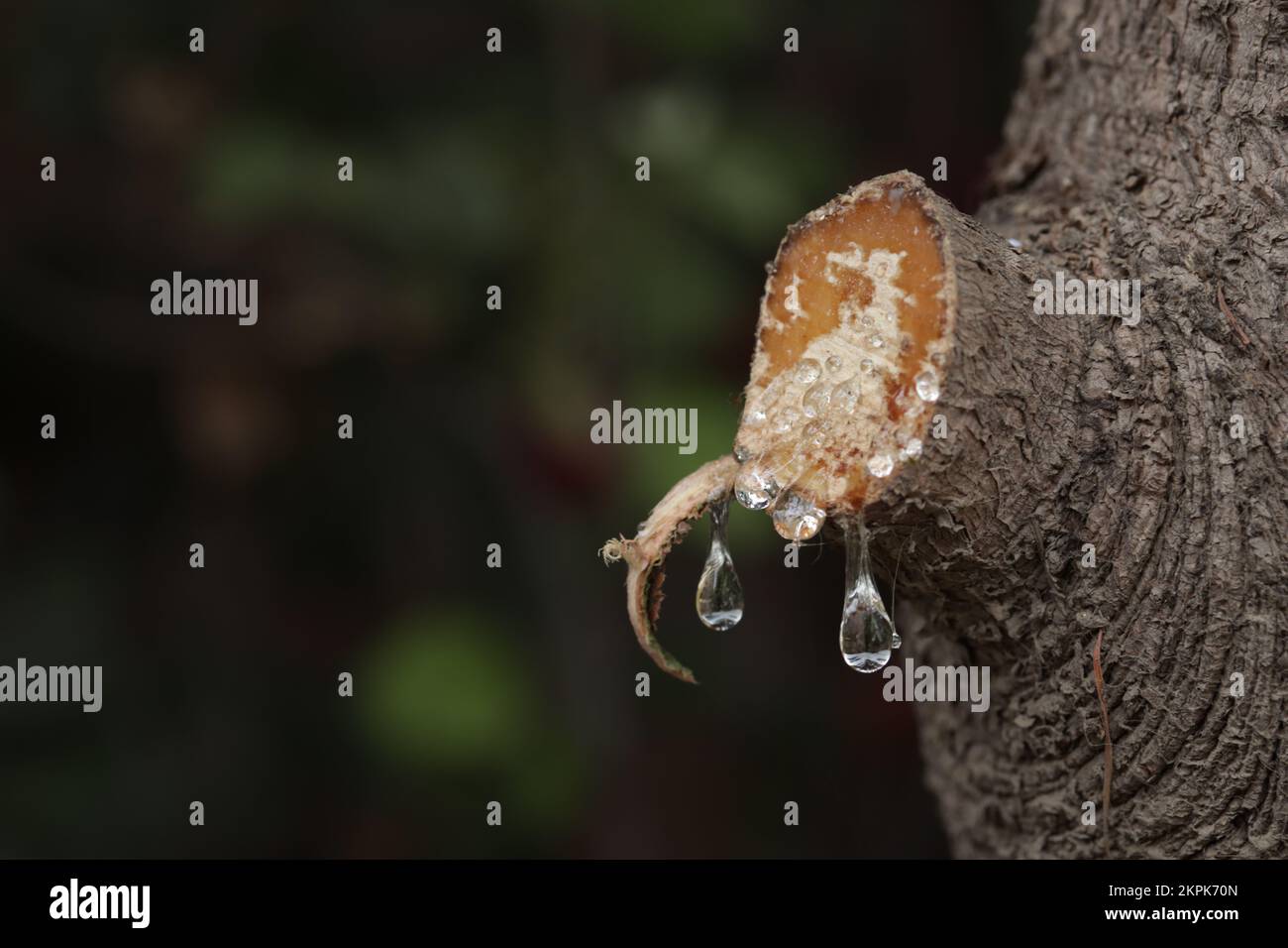 Tree sap coming out of cut branches of a pine tree. Concept of ...