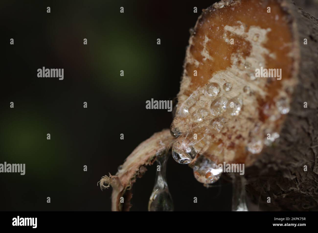 Tree sap coming out of cut branches of a pine tree. Concept of