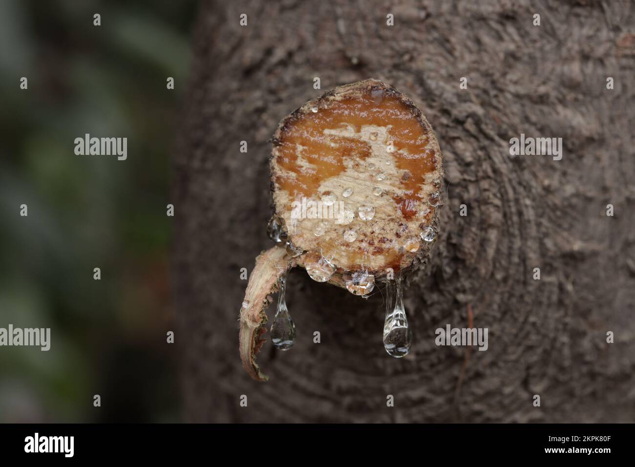 Tree sap coming out of cut branches of a pine tree. Concept of environment and trees. Stock Photo