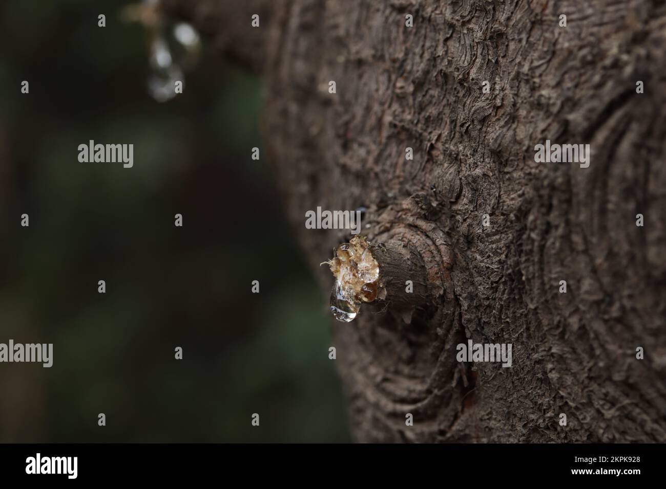 Tree sap coming out of cut branches of a pine tree. Concept of environment and trees. Stock Photo