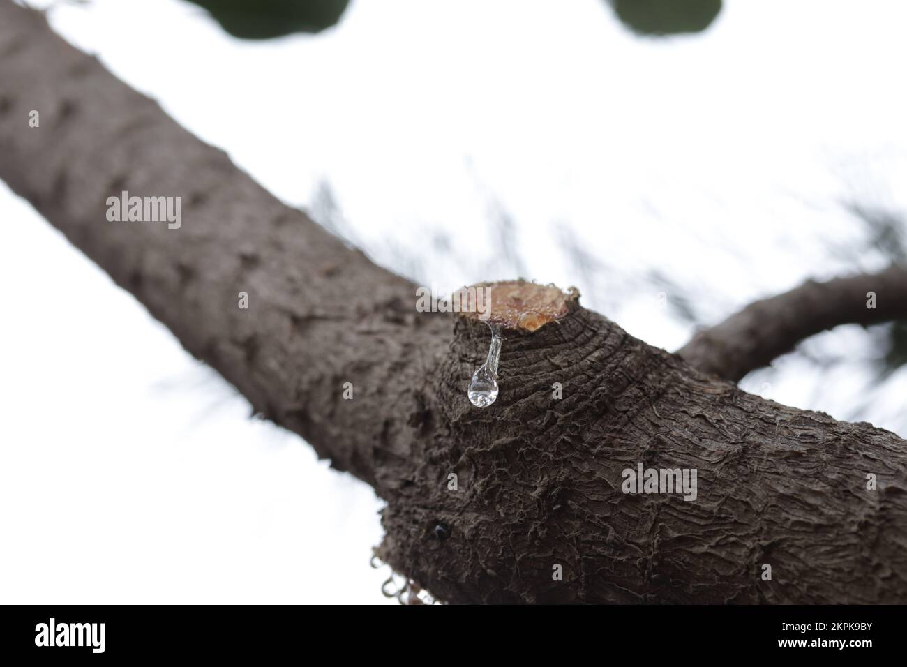 Tree sap coming out of cut branches of a pine tree. Concept of ...