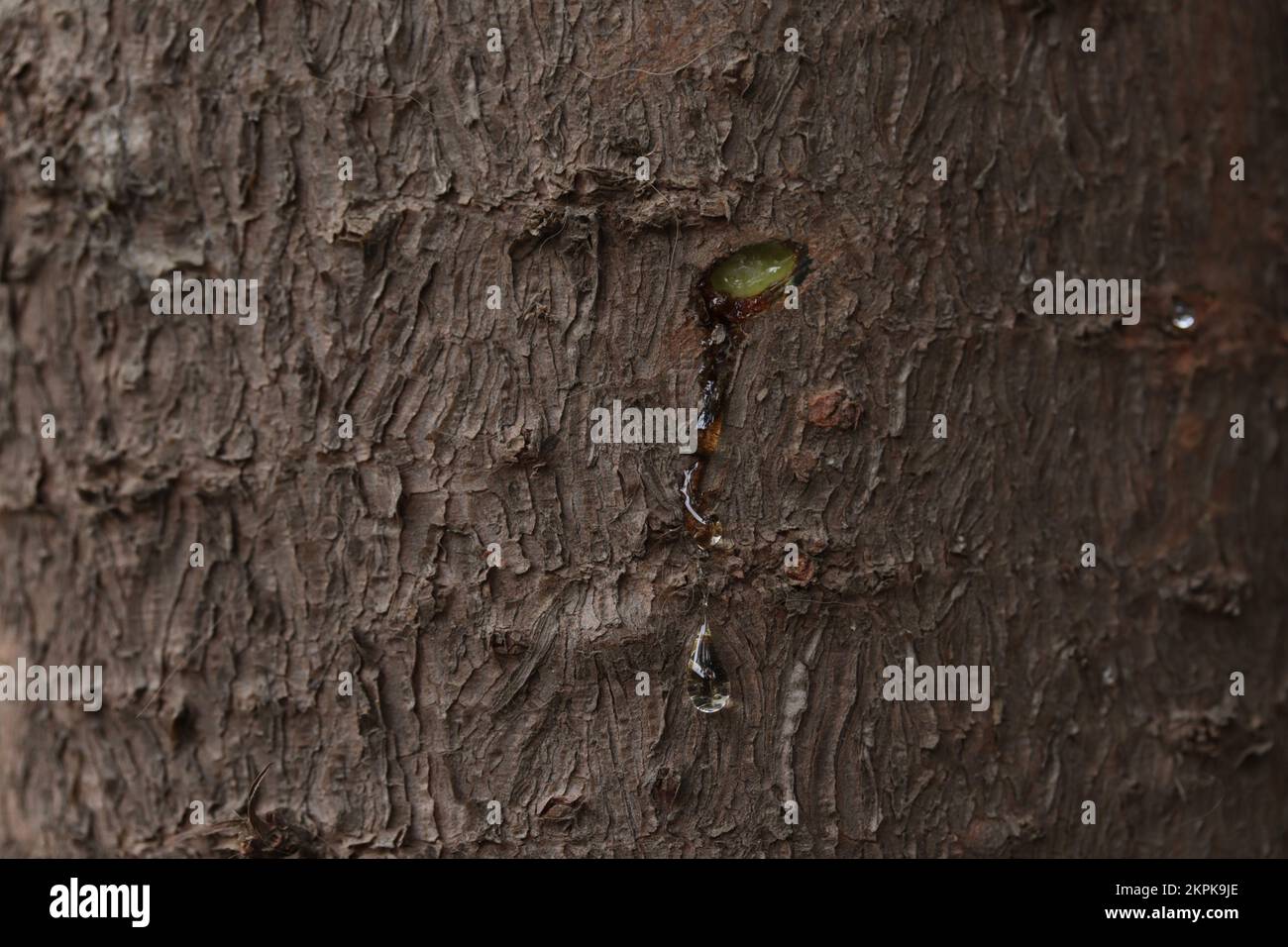 Tree sap coming out of cut branches of a pine tree. Concept of