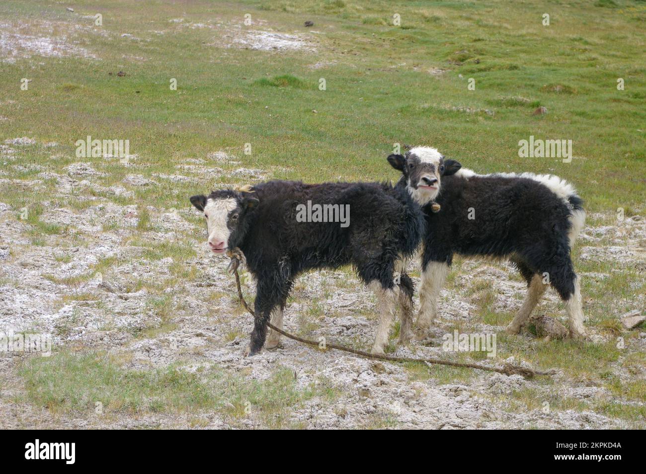 View of cute young black and white yak calves in green pasture along the high-altitude Pamir Highway in Murghab district, Gorno-Badakshan, Tajikistan Stock Photo