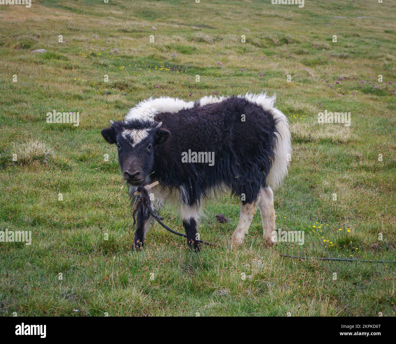 View of cute young black and white yak calf standing in pasture along high-altitude Pamir Highway in Murghab district, Gorno-Badakshan, Tajikistan Stock Photo