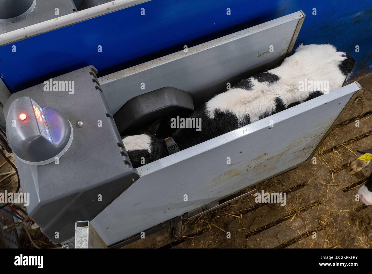 Calves feeding from automatic feeders which mix the milk and regulate the amount each callf recieves via a computer chip. Cumbria, UK. Stock Photo