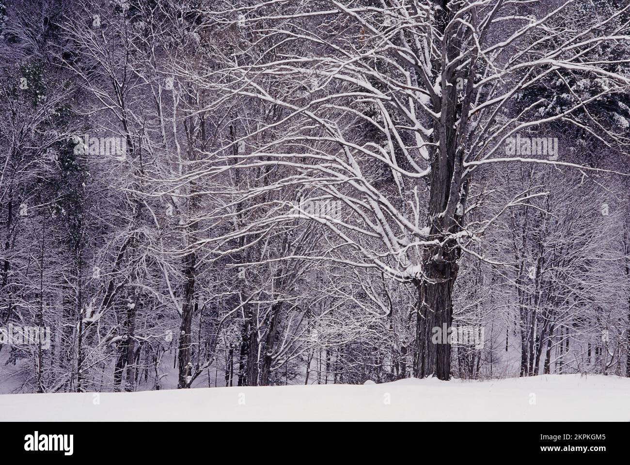Snow clinging to trees after storm, West Chesterfield, New Hampshire