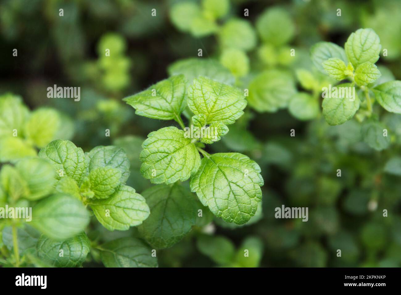 Medicinal balm, lemon mint is a medicinal, soothing plant that grows in a home garden Stock Photo