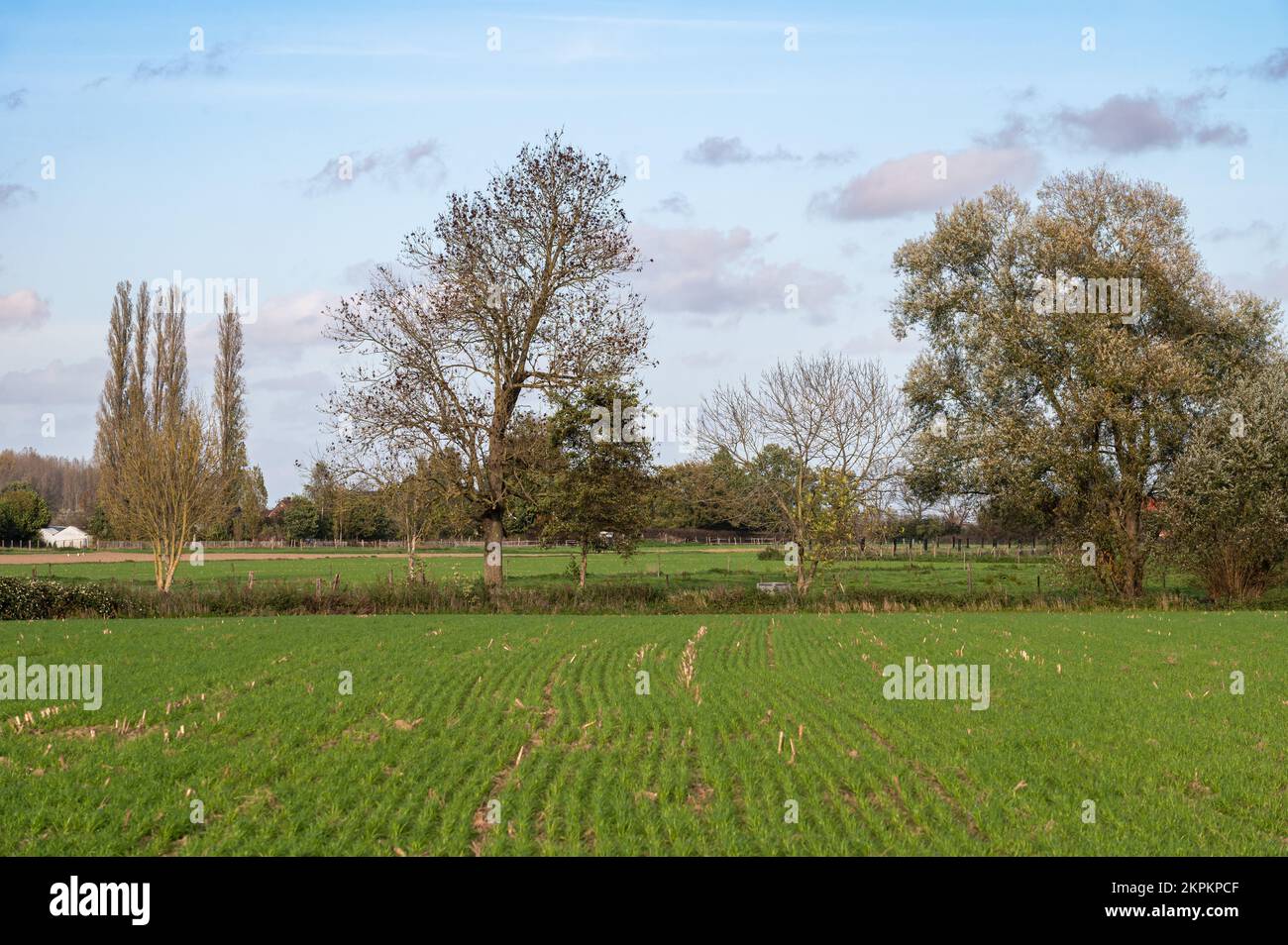 Green meadows and autumn trees at the Flemish countryside around Gijzegem, Flemish, Belgium Stock Photo