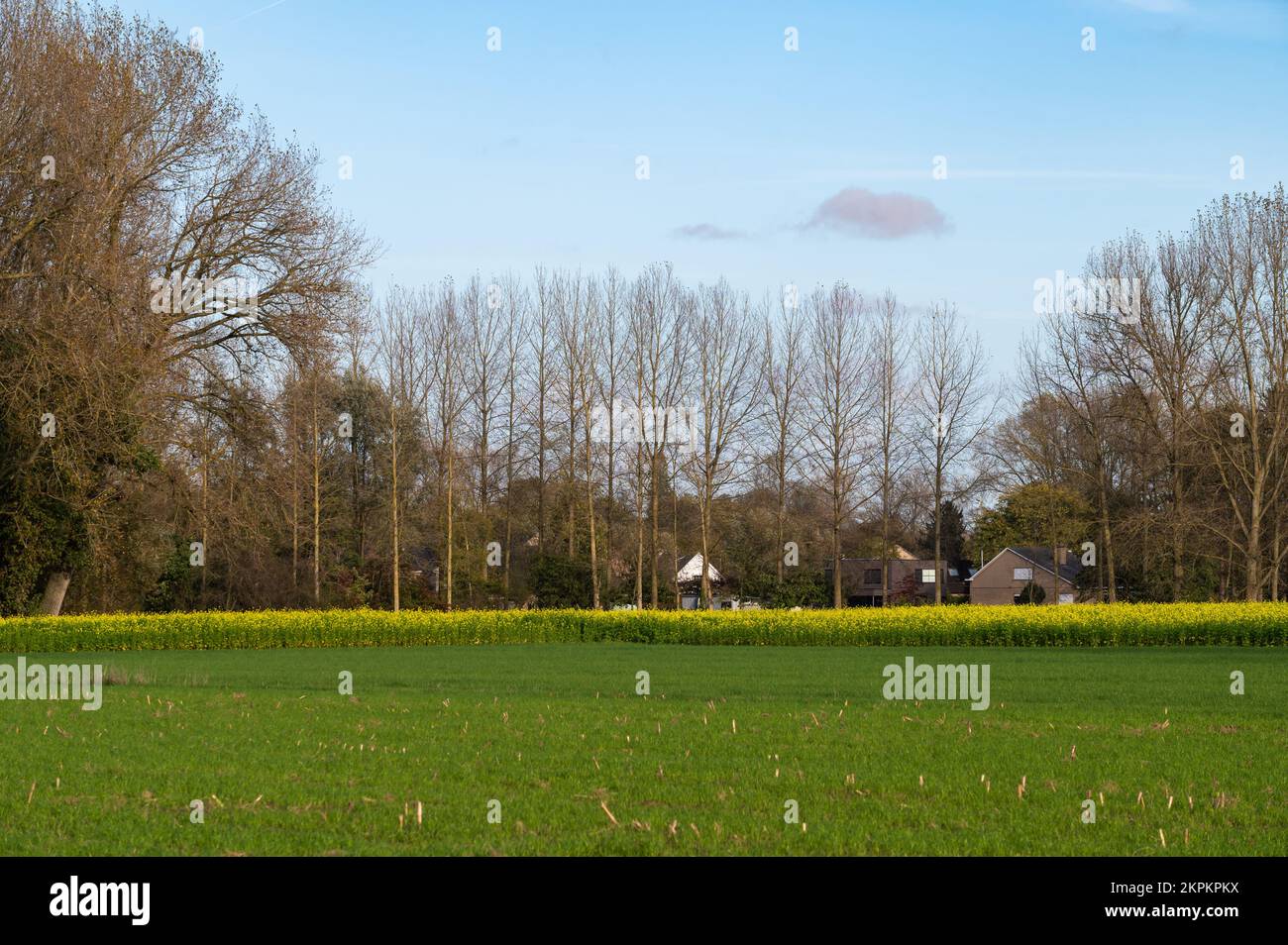 Green meadows and autumn trees at the Flemish countryside around Gijzegem, Flemish, Belgium Stock Photo