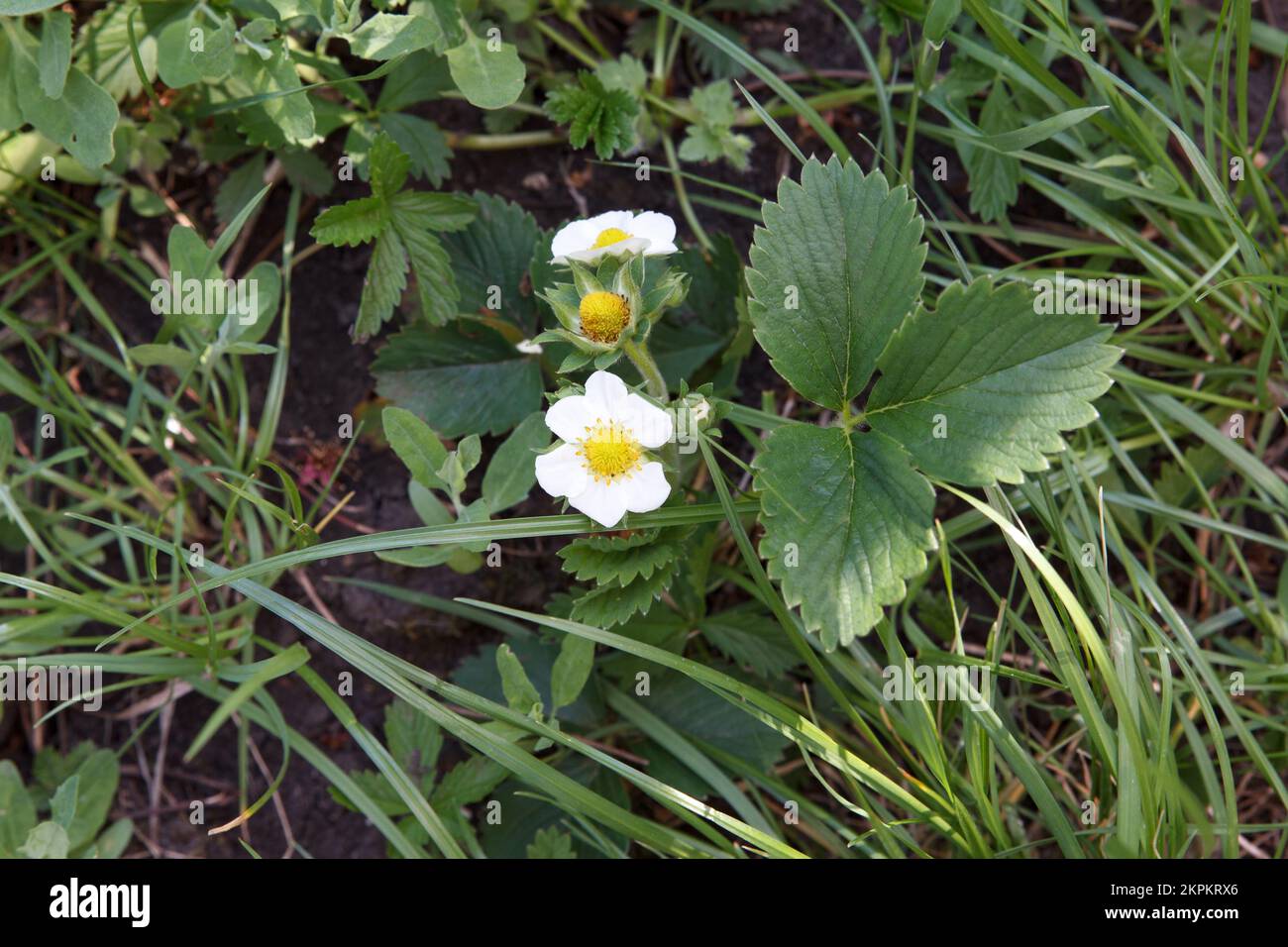 Strawberries in garden blossomed with white flowers in spring ...