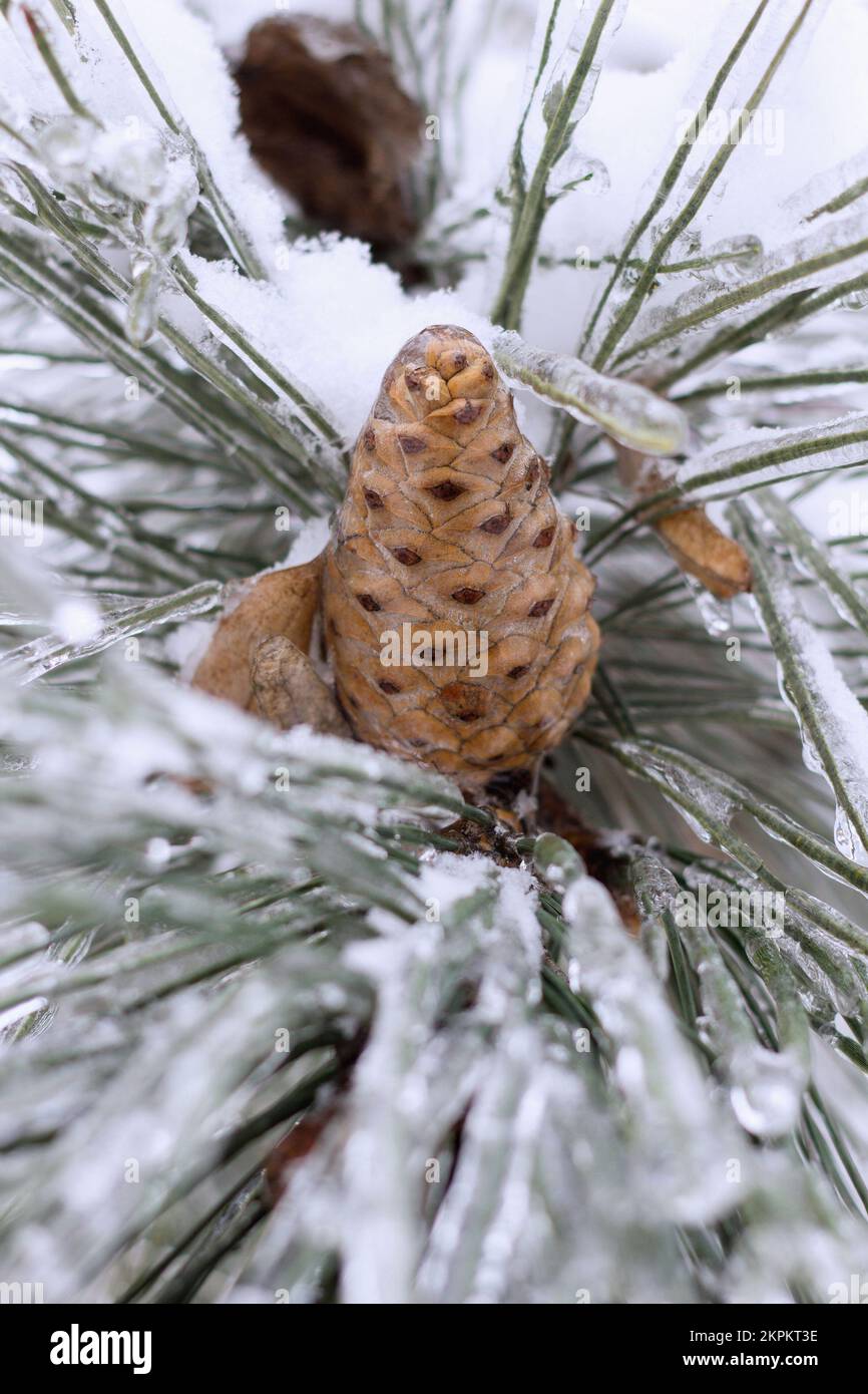 Spruce branch with cone completely covered with ice and snow, in severe winter weather Stock Photo