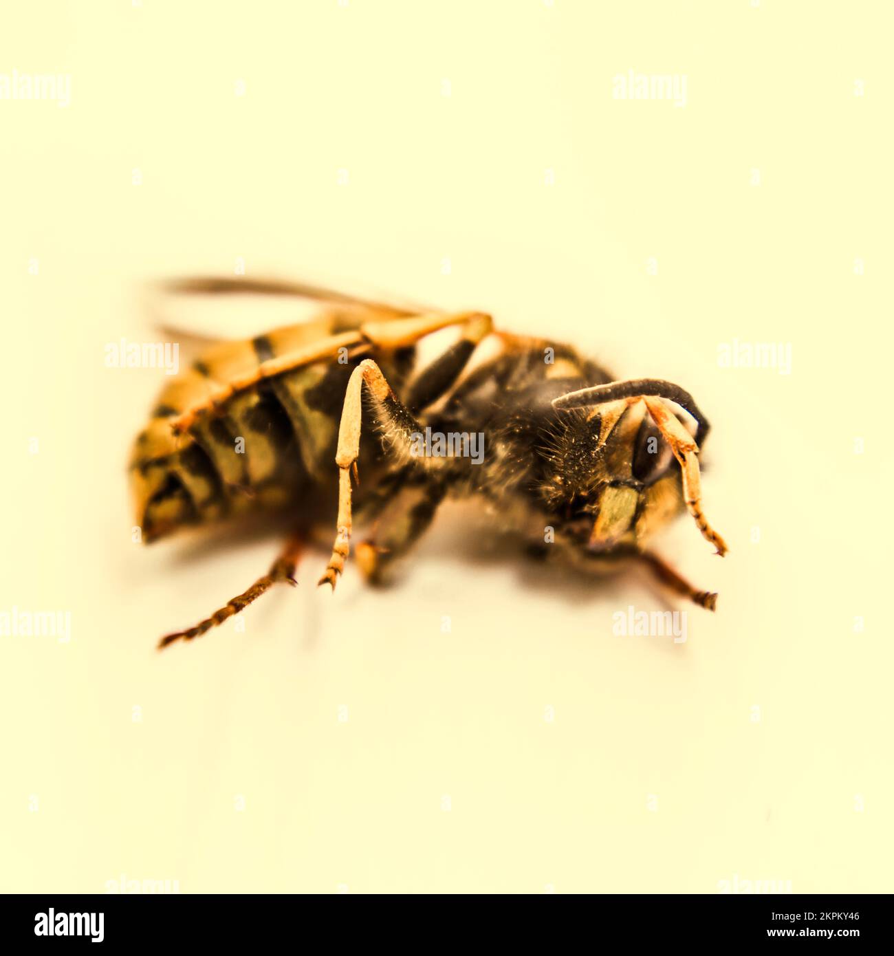 Macro still image of a dead bee lying side on in full length on light yellow background. Bee Deaths Stock Photo