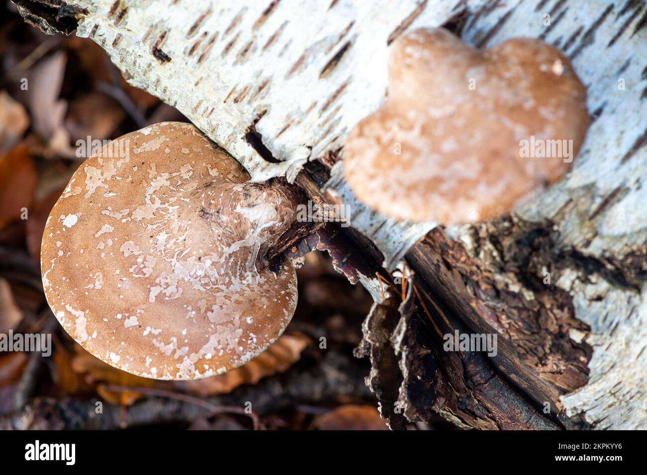 Farnham Common, UK. 28th November, 2022. Birch Polypore fungi known as Piptoporus betulinus growing on dead limbs of silver birch trees in the ancient woodlands of Burnham Beeches. Birch Polypore are also known as Razorstrop Fungus because of its hard surface that can be used for  sharpening razors. Burnham Beeches is a Site of Special Scientific Interest, a National Nature Reserve and a  European Special Area of Conservation where many rare and threatened species of fungi can be found. Credit: Maureen McLean/Alamy Stock Photo