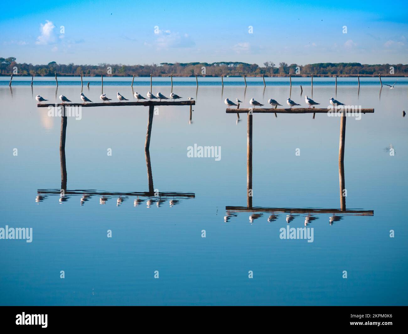Oasis of lake massaciuccoli hi-res stock photography and images - Alamy