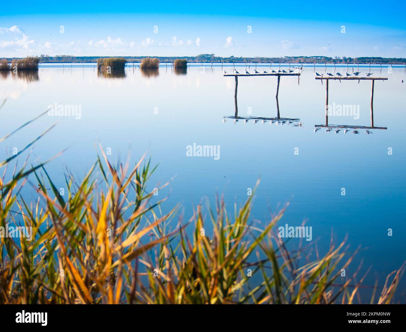 Oasis of lake massaciuccoli hi-res stock photography and images - Alamy