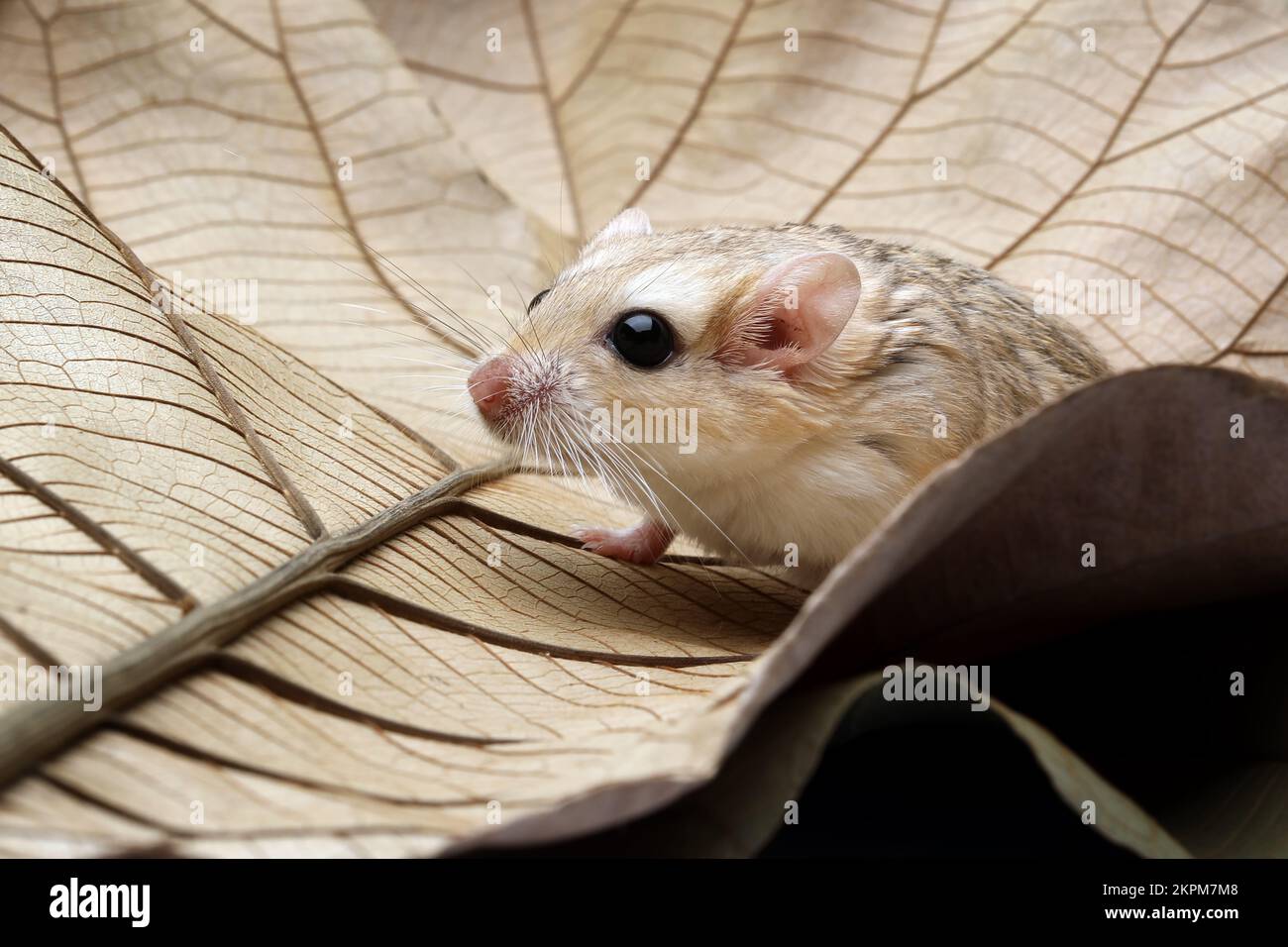 Close-Up of a gerbil on a leaf, Indonesia Stock Photo