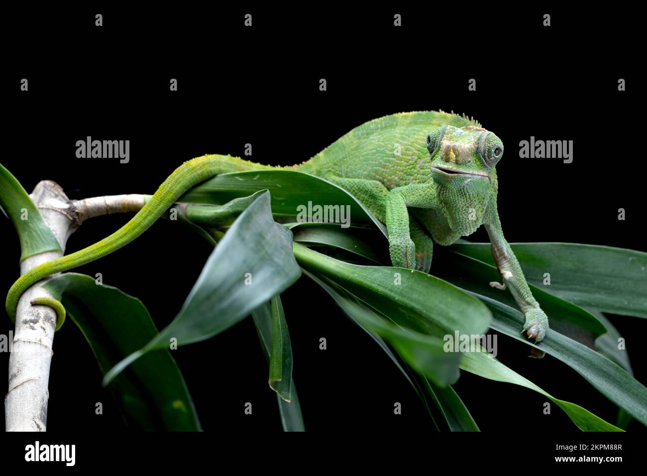 Close-up of a green female Fischer's chameleon on a plant, Indonesia Stock Photo