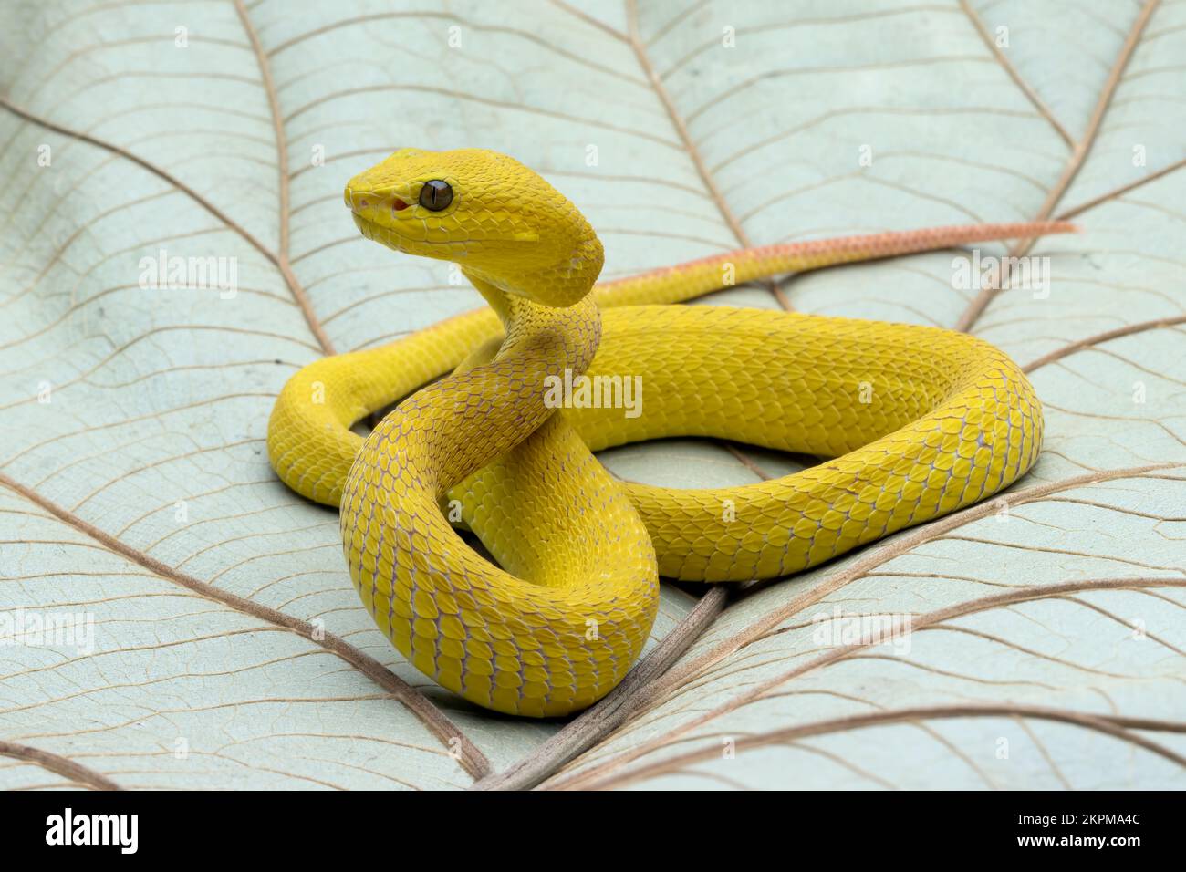 Close-up of a Yellow White-lipped Pit Viper on a leaf, Indonesia Stock Photo