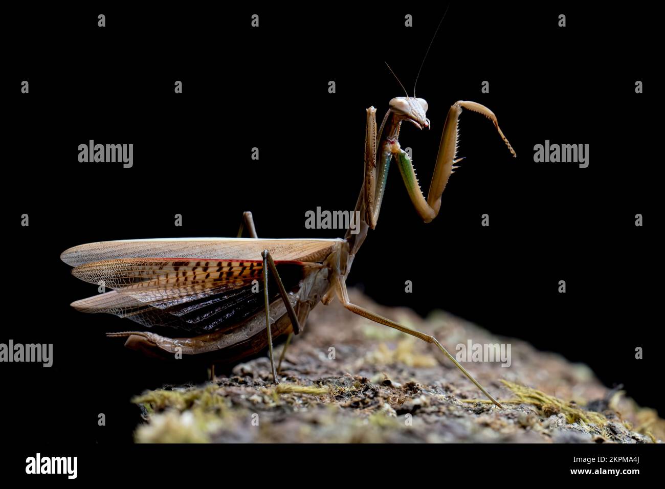 Close-Up of a Chinese mantis rearing up, Indonesia Stock Photo