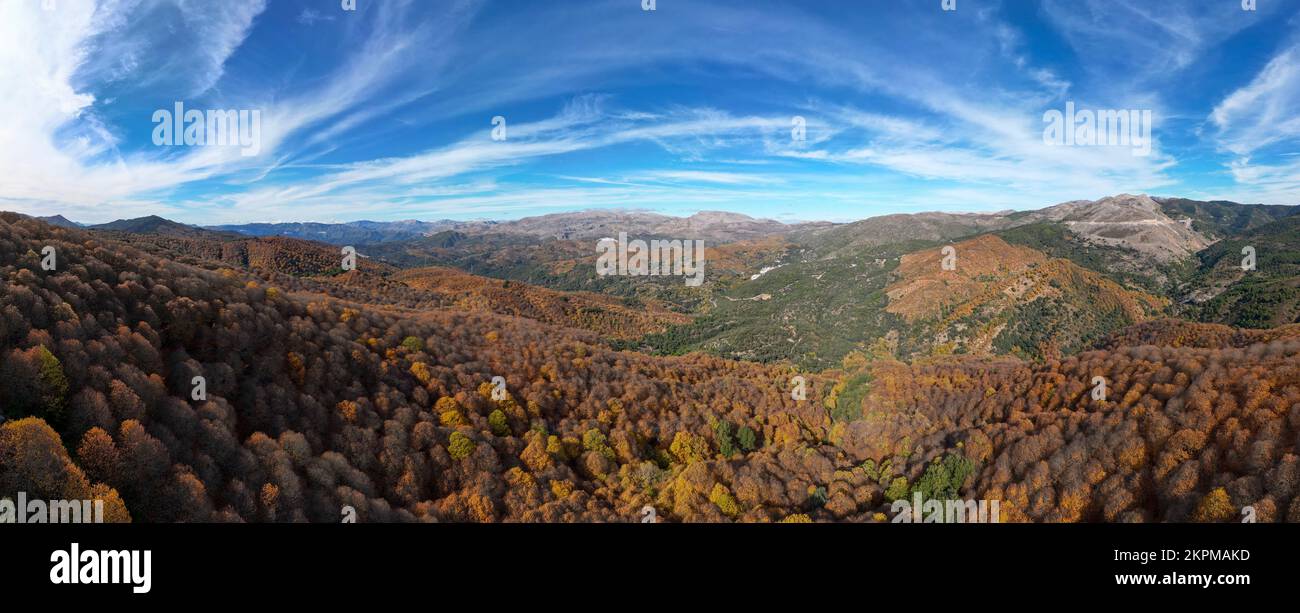 Panoramic view of the lush copper forest in the Genal valley, Andalusia Stock Photo