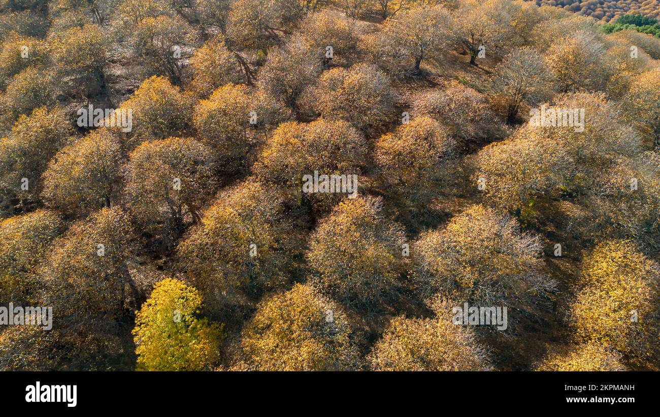 view of the lush copper forest in the Genal valley, Andalusia Stock Photo
