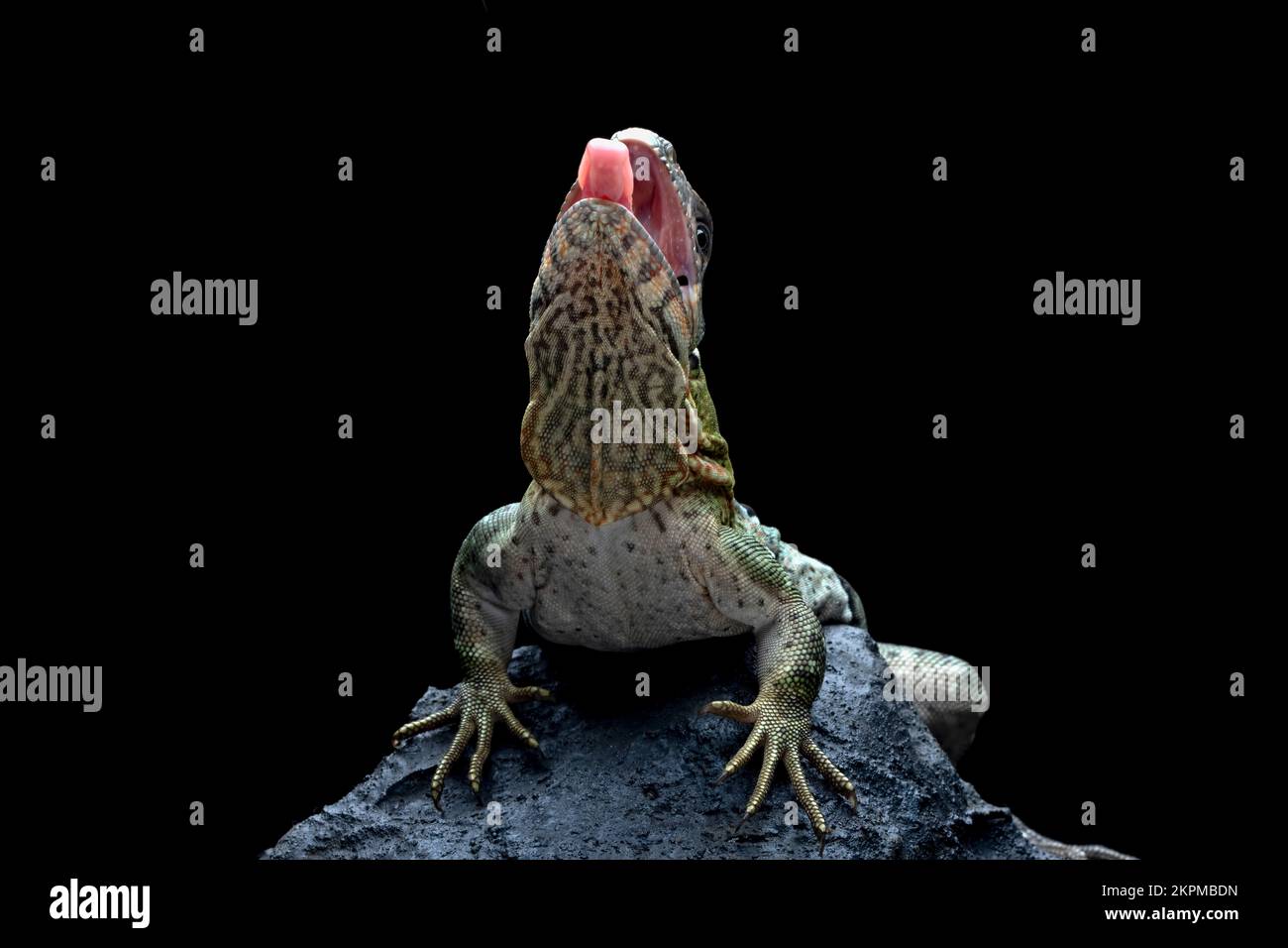 Close-up of a black iguana on a rock, Indonesia Stock Photo