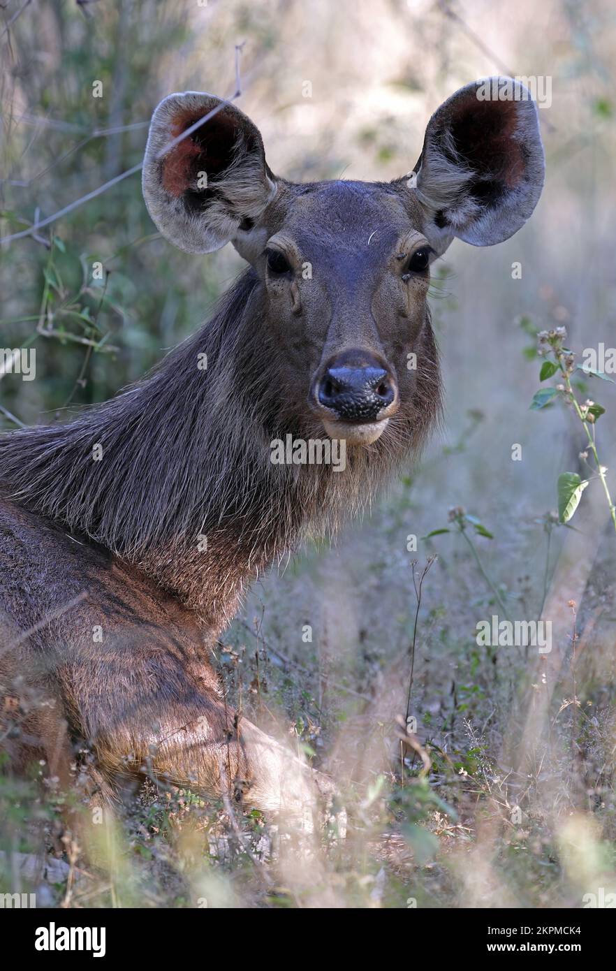 Sambar (Cervus unicolor) close up of female  Bandhavgarh NP, Madhya Pradesh, India    November Stock Photo