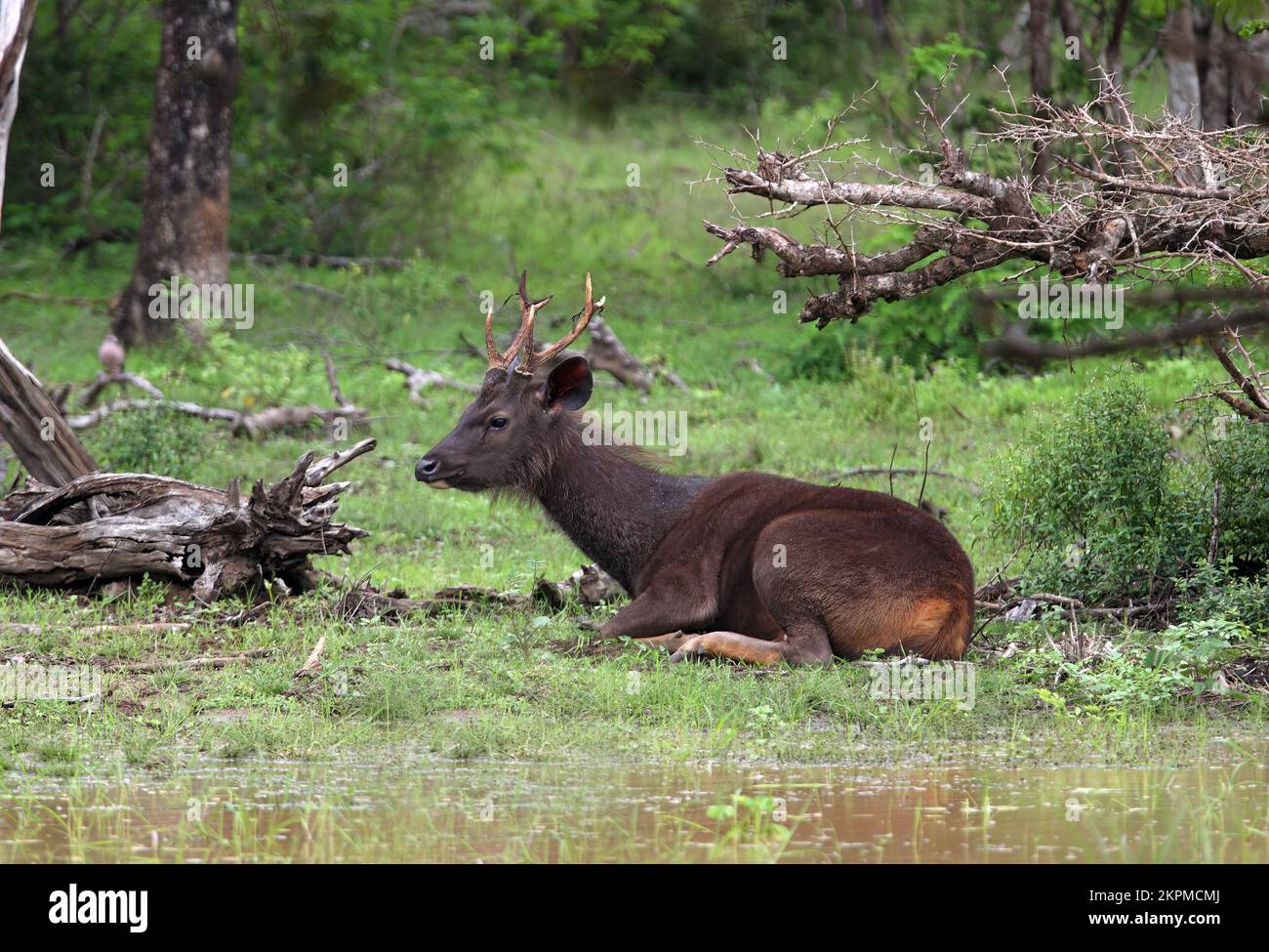 Sambar (Cervus unicolor) immature male lying in wet woodland  Yala NP, Sri Lanka               December Stock Photo