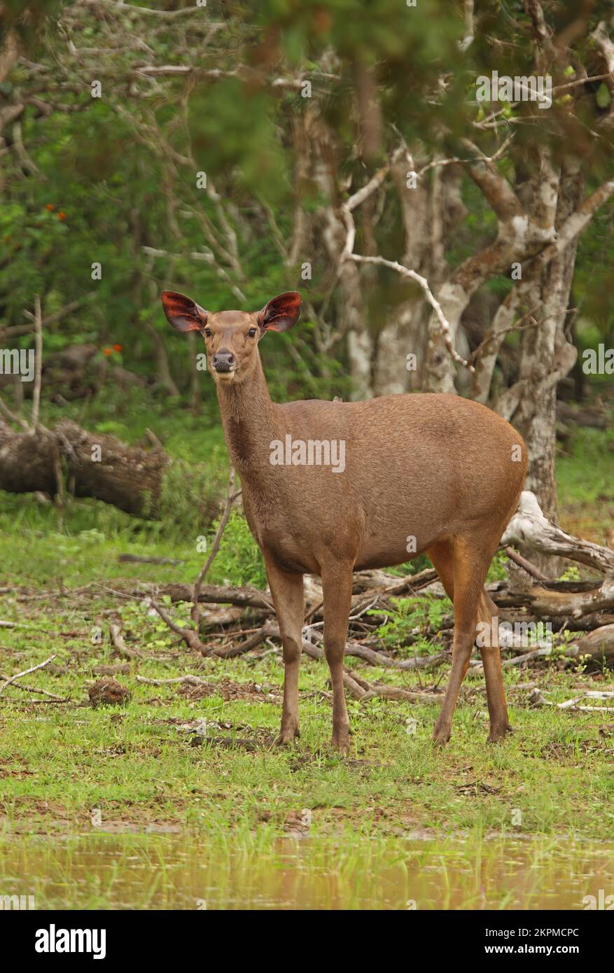 Sambar (Cervus unicolor) adult female standing in wet woodland  Yala NP, Sri Lanka               December Stock Photo