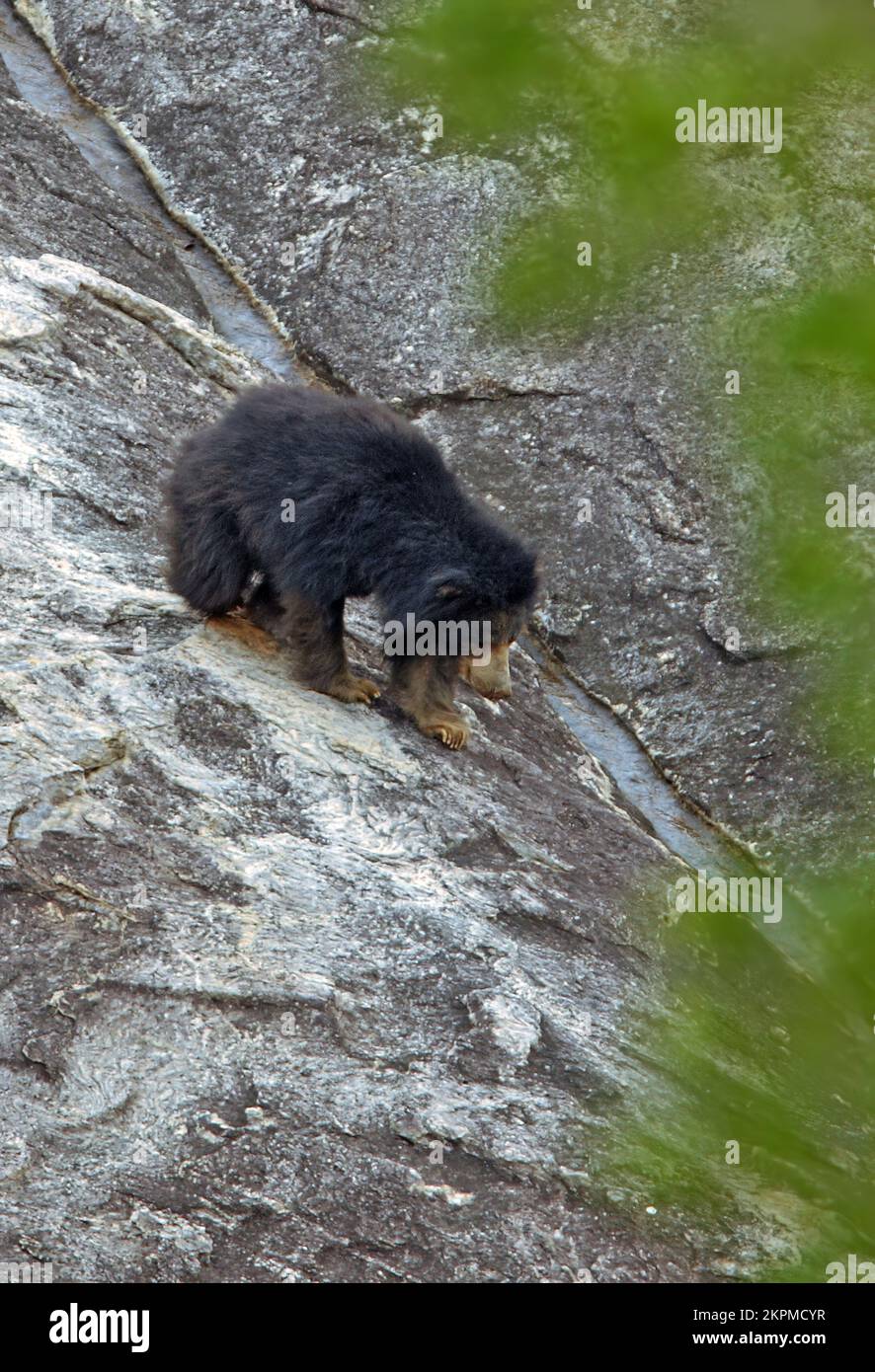 Sloth Bear (Ursus ursinus) adult walking down rock face  Yala NP, Sri Lanka                December Stock Photo