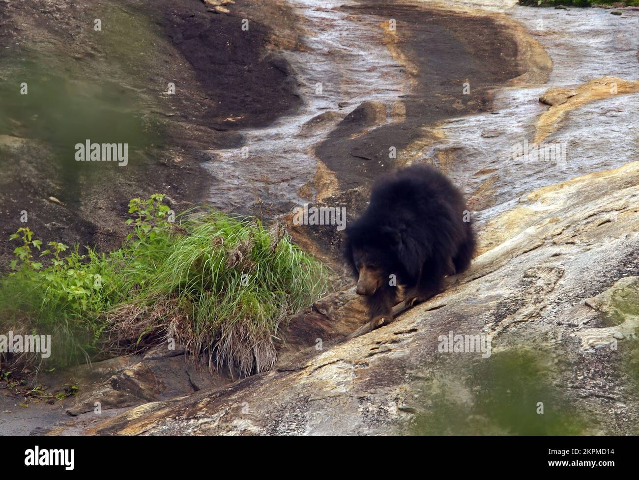Sloth Bear (Ursus ursinus) adult walking down rock face  Yala NP, Sri Lanka                December Stock Photo