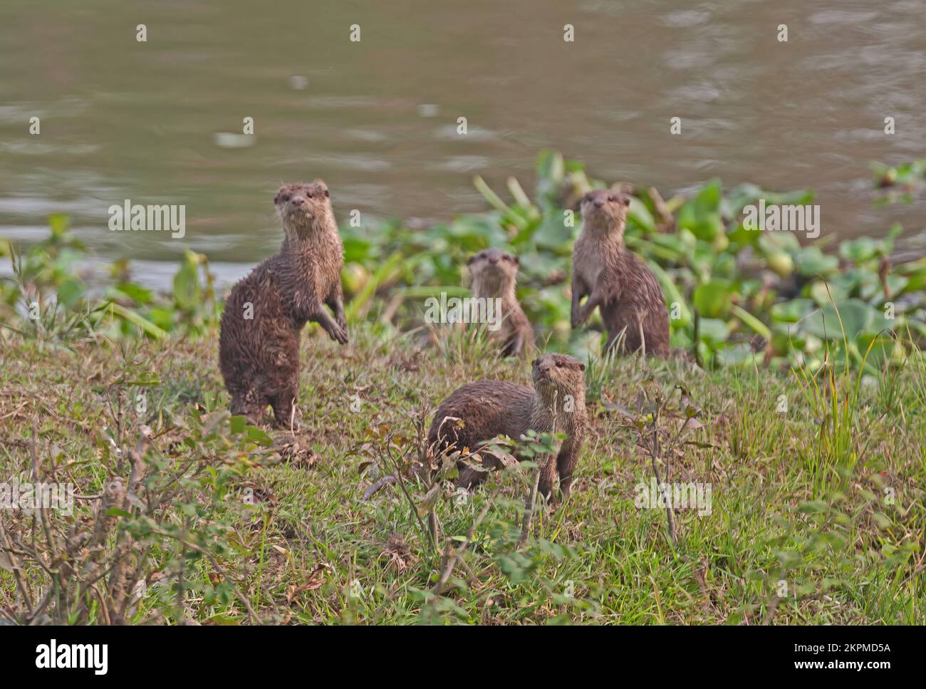 Smooth-coated Otter (Lutrogale perspicillata perspicillata) family group on bank  Kaziranga NP, Assam, India          January Stock Photo