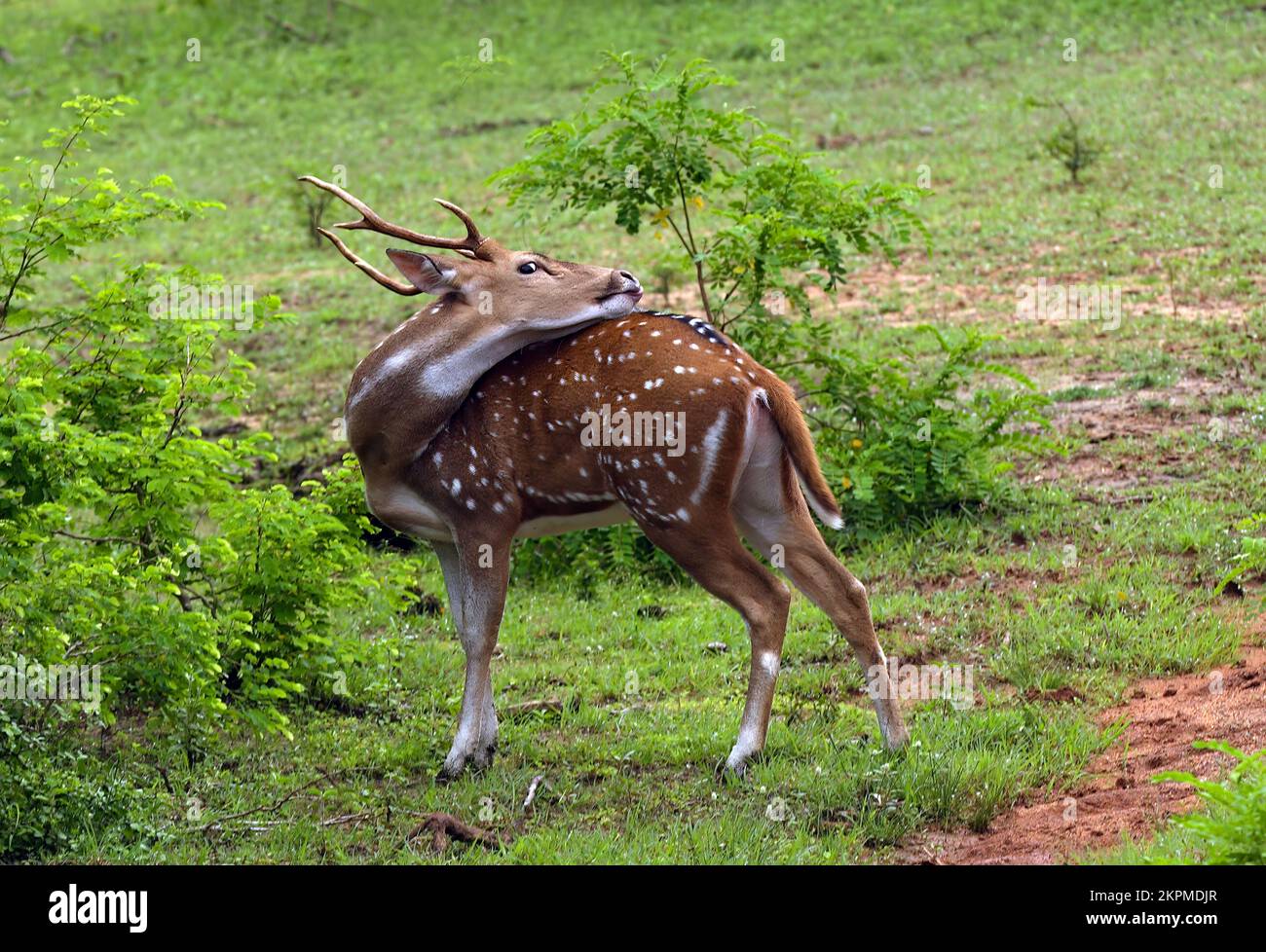 Spotted Deer (Axis axis) adult male grooming  Yala NP, Sri Lanka                  December Stock Photo