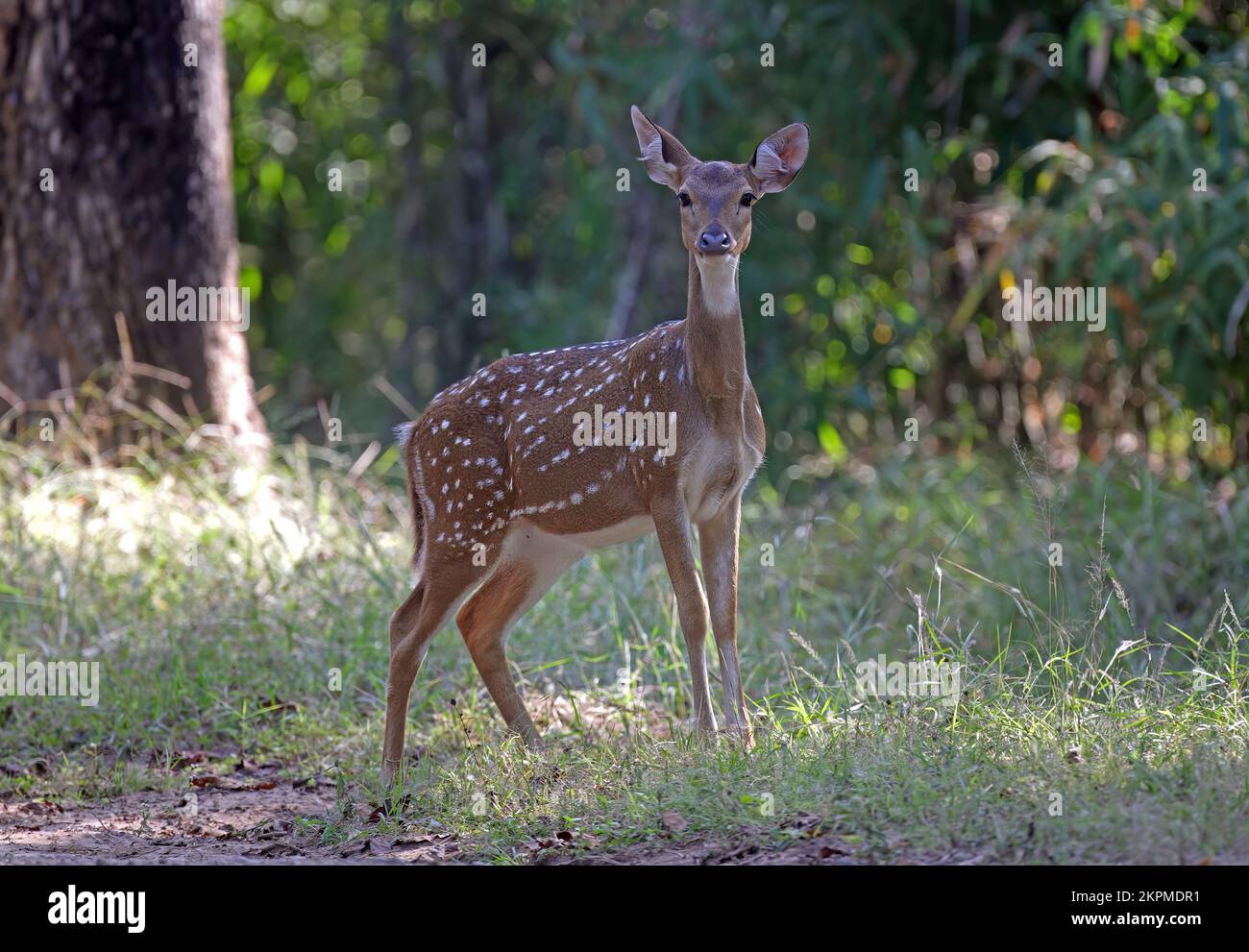 Spotted Deer (Axis axis) female standing alert by track  Bandhavgarh NP, Madhya Pradesh, India    November Stock Photo