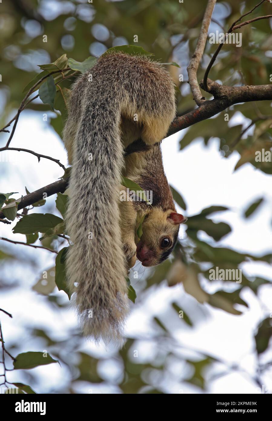 Sri Lankan Giant Squirrel (Ratufa macroura) adult feeding on fruit  Sri Lanka                    December Stock Photo