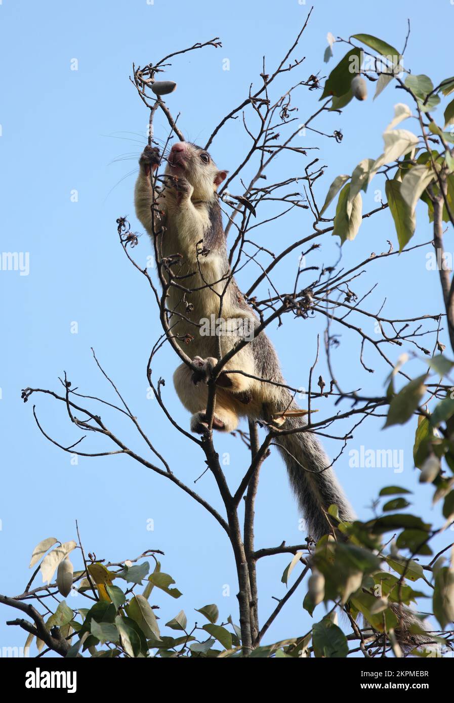 Sri Lankan Giant Squirrel (Ratufa macroura) adult climbing after fruit  Sri Lanka                    December Stock Photo